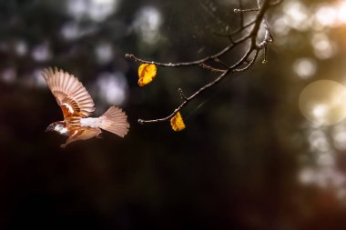 Uçan serçe. Sonbahar doğa arkaplanı. 
