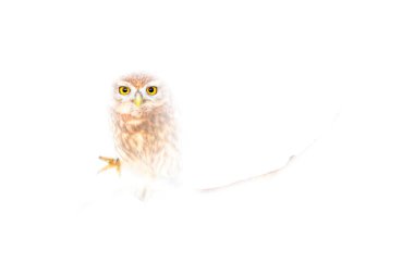 Küçük baykuş. Yüksek anahtar tekniğiyle düzenlenmiş bir kuş fotoğrafı. Sanatsal vahşi yaşam fotoğrafçılığı. Beyaz arkaplan.