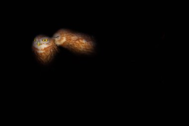 Küçük baykuşlar. Basit bir teknikle düzenlenmiş bir kuş fotoğrafı. Sanatsal vahşi yaşam fotoğrafçılığı. Beyaz arkaplan.