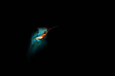 Kingfisher. Basit bir teknikle düzenlenmiş bir kuş fotoğrafı. Sanatsal vahşi yaşam fotoğrafçılığı. Siyah arkaplan. 