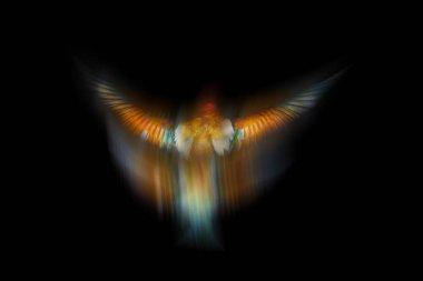 Avrupa arısı yiyici. Merops apiaster. Basit bir teknikle düzenlenmiş bir kuş fotoğrafı. Sanatsal vahşi yaşam fotoğrafçılığı. Siyah arkaplan. 