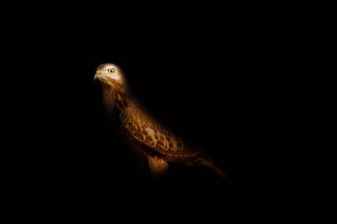 Yırtıcı kuş. Basit bir teknikle düzenlenmiş bir kuş fotoğrafı. Sanatsal vahşi yaşam fotoğrafçılığı. Siyah arkaplan.