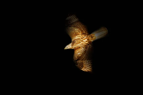 Bird of prey. A bird photo edited with low key technique. Artistic wildlife photography. Buzzard.