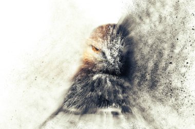 Yırtıcı kuş. Soyut sanat doğası. Dağılma, sıçrama etkisi. Beyaz arka plan. 