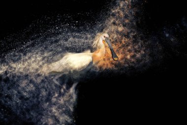 Soyut sanat doğası. Dağılma, sıçrama etkisi. Siyah arka plan. Kaşık Faturası.