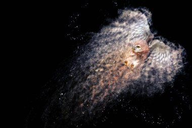 Uçan baykuş. Soyut sanat doğası. Dağılma, sıçrama etkisi. Siyah arkaplan.  