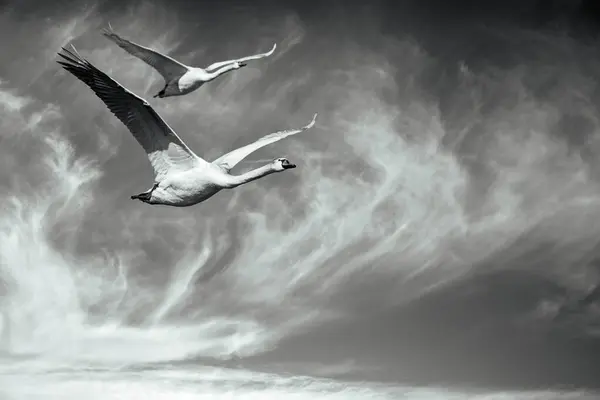 Flying Swans Black White Wildlife Photography — Stock Photo, Image