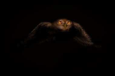 Uçan baykuş. Etkileyici ışıklandırmalı vahşi yaşam fotoğrafçılığı. Küçük baykuş!.