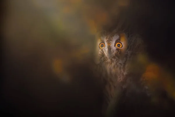 Owl. Wildlife photography with impressive lighting. Dark nature background. Long eared Owl. Asio otus.