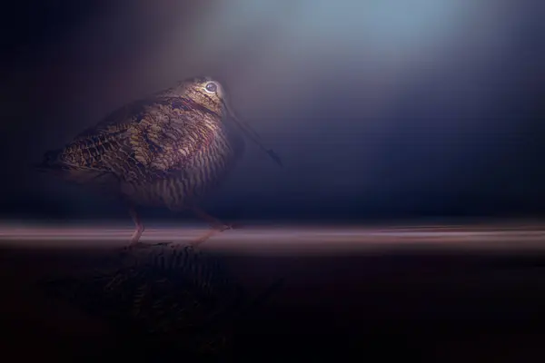 Woodcock posing in beautiful lighting. Dark nature background.