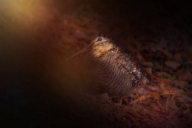 Woodcock. Yumuşak yerel ışıkta çekilmiş bir kuşun fotoğrafı. Etkileyici vahşi yaşam fotoğrafçılığı. Karanlık doğa arka planı. 