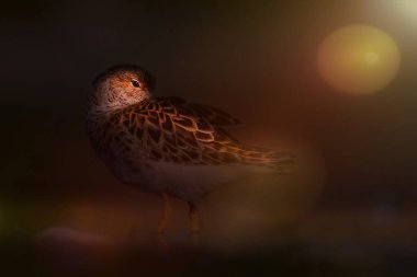 Su kuşu. Yumuşak yerel ışıkta çekilmiş bir kuşun fotoğrafı. Etkileyici vahşi yaşam fotoğrafçılığı. Karanlık doğa geçmişi. Hav!. 