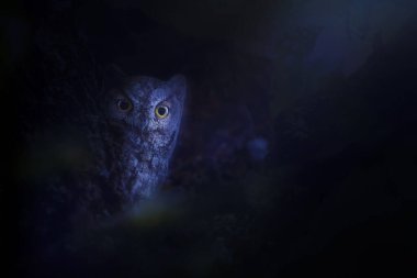 Ay ışığı altında etrafını gözlemleyen bir baykuş. Sanat yaban hayatı. Karanlık doğa geçmişi. Baykuş avlıyor..