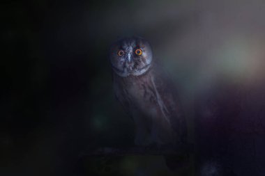 Baykuş. Sahne ışıkları altında vahşi yaşam fotoğrafçılığı. Karanlık doğa geçmişi. Uzun kulaklı baykuş.