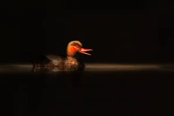 Duck. Artistic wildlife photography. Dark nature background. Red crested Pochard.