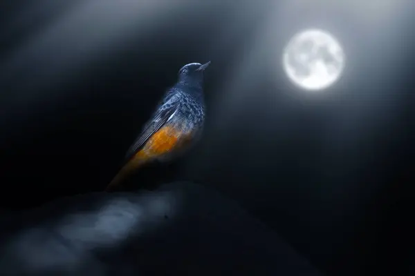 Bird posing under the moonlight. Artistic wildlife photography. Dark nature background.