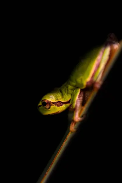 Frog. Artistic wildlife photography. Dark nature background.