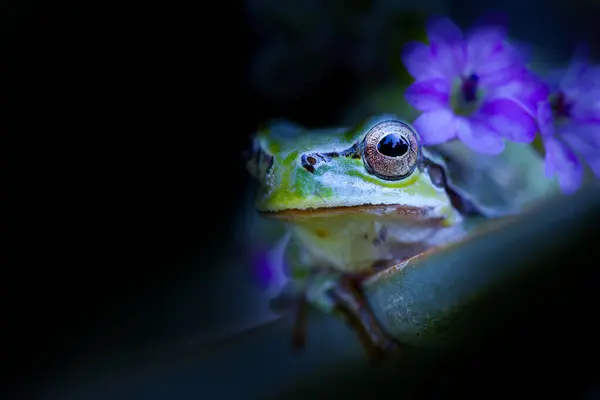 Green frog. Artistic wildlife photography. Dark nature background.