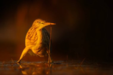 Balıkçıl. Sanatsal vahşi yaşam fotoğrafçılığı. Doğa arkaplanı.  