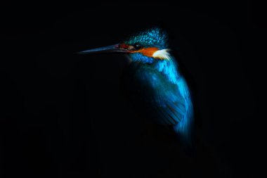 Kingfisher. Sanatsal vahşi yaşam fotoğrafçılığı. Doğa arkaplanı.  
