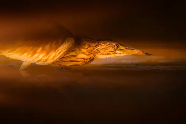 Heron. Artistic wildlife photography. Nature background.