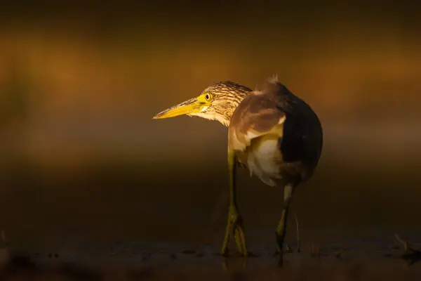 Heron. Artistic wildlife photography. Nature background.