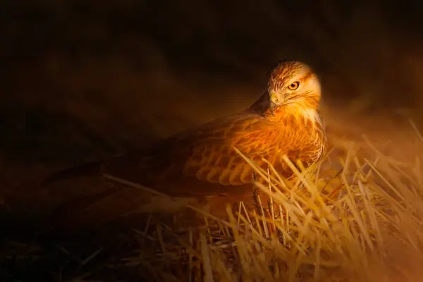 Bird of prey. Artistic wildlife photography. Nature background.