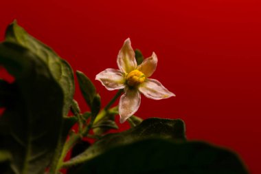 Solanum psödocapsicum. Mini ağaç şeklinde büyüyebilen bitkinin çiçek resmi.