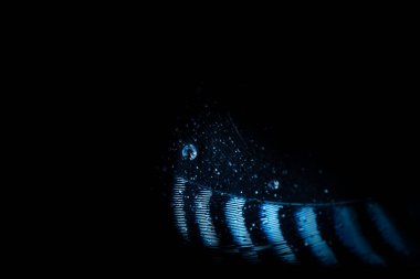 Kuş tüyünün Macro fotoğrafı. Siyah arka plan. Avrasyalı Jay.