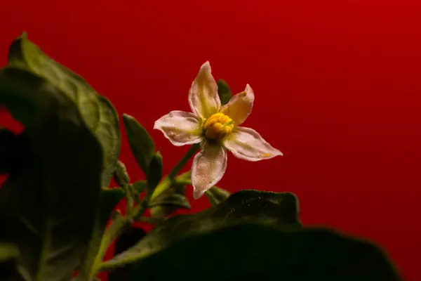 Solanum pseudocapsicum. Flower image of the plant that can grow in mini tree form.