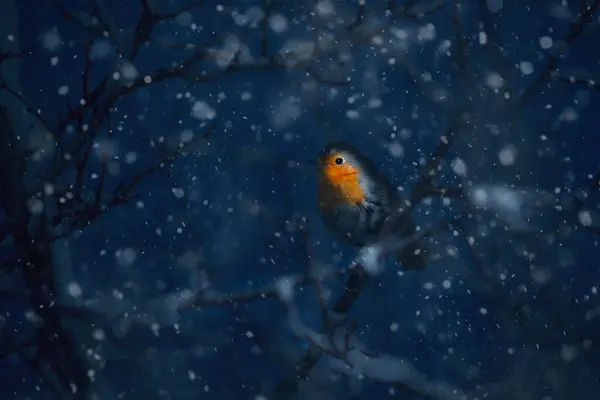 Winter and robin. Artistic wildlife photography. Dark nature background.