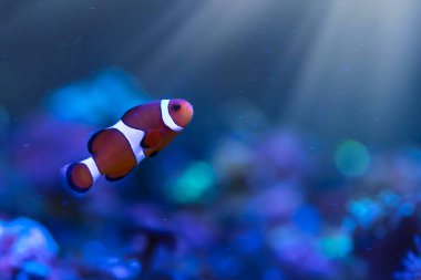 Orange clown fish. Amphiprion percula. Blue water background.  clipart