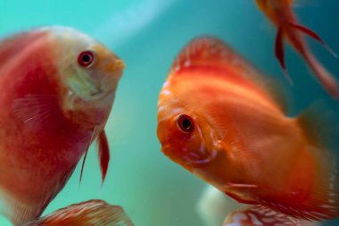 Tatlı suyun en çarpıcı balıklarından biri. Symphysodon (Discus). Doğa arkaplanı.