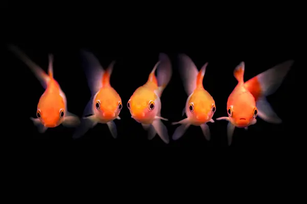 Cute five fish. Goldfish. Black background.