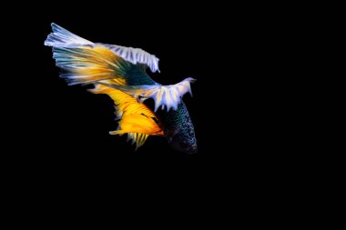 Harika renkleri olan beta balığı. Siyah arka plan. Beta ihtişamı.