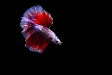 Harika renkleri olan beta balığı. Siyah arka plan. Beta ihtişamı.