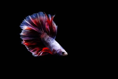 Harika renkleri olan beta balığı. Siyah arka plan. Beta ihtişamı.