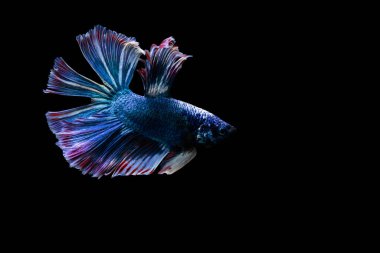 Harika renkleri olan beta balığı. Siyah arka plan. Beta ihtişamı.