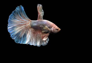 Harika renkleri olan beta balığı. Siyah arka plan. Beta ihtişamı.