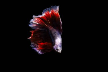 Harika renkleri olan beta balığı. Siyah arka plan. Beta ihtişamı.