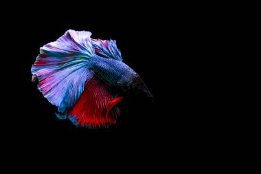 Harika renkleri olan beta balığı. Siyah arka plan. Beta ihtişamı.