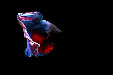 Harika renkleri olan beta balığı. Siyah arka plan. Beta ihtişamı.