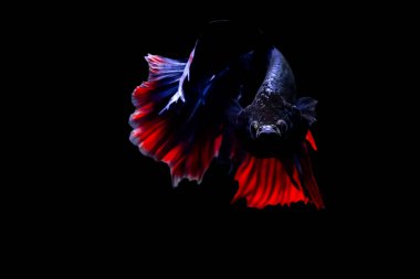 Harika renkleri olan beta balığı. Siyah arka plan. Beta ihtişamı.