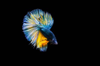 Harika renkleri olan beta balığı. Siyah arka plan. Beta ihtişamı.