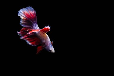 Harika renkleri olan beta balığı. Siyah arka plan. Beta ihtişamı.