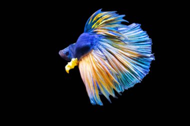 Harika renkleri olan beta balığı. Siyah arka plan. Beta ihtişamı.