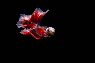 Harika renkleri olan beta balığı. Siyah arka plan. Beta ihtişamı.