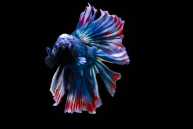 Harika renkleri olan beta balığı. Siyah arka plan. Beta ihtişamı.