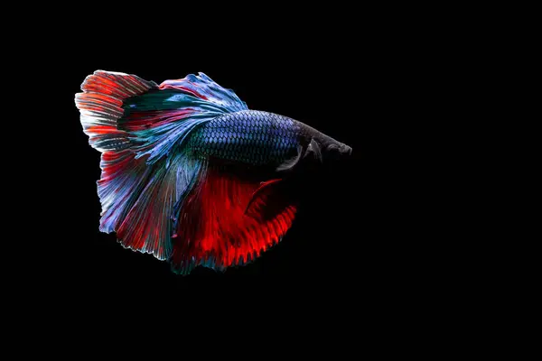 Harika Renkleri Olan Beta Balığı Siyah Arka Plan Beta Ihtişamı — Stok fotoğraf