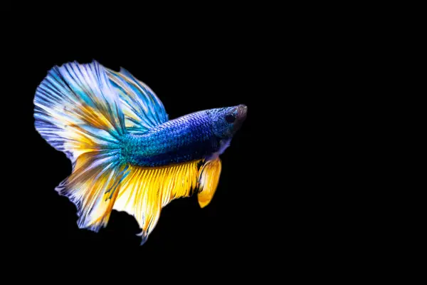 Harika Renkleri Olan Beta Balığı Siyah Arka Plan Beta Ihtişamı — Stok fotoğraf